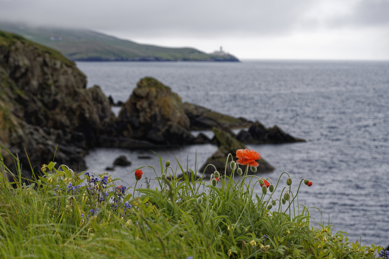 Wild Flowers