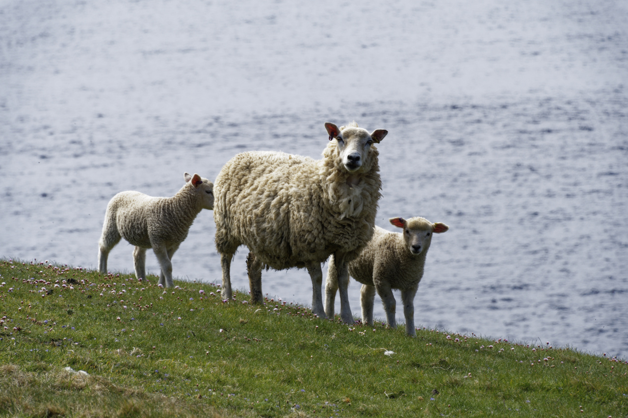 Posing Sheep