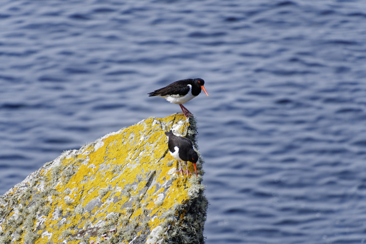 Oyster Catchers