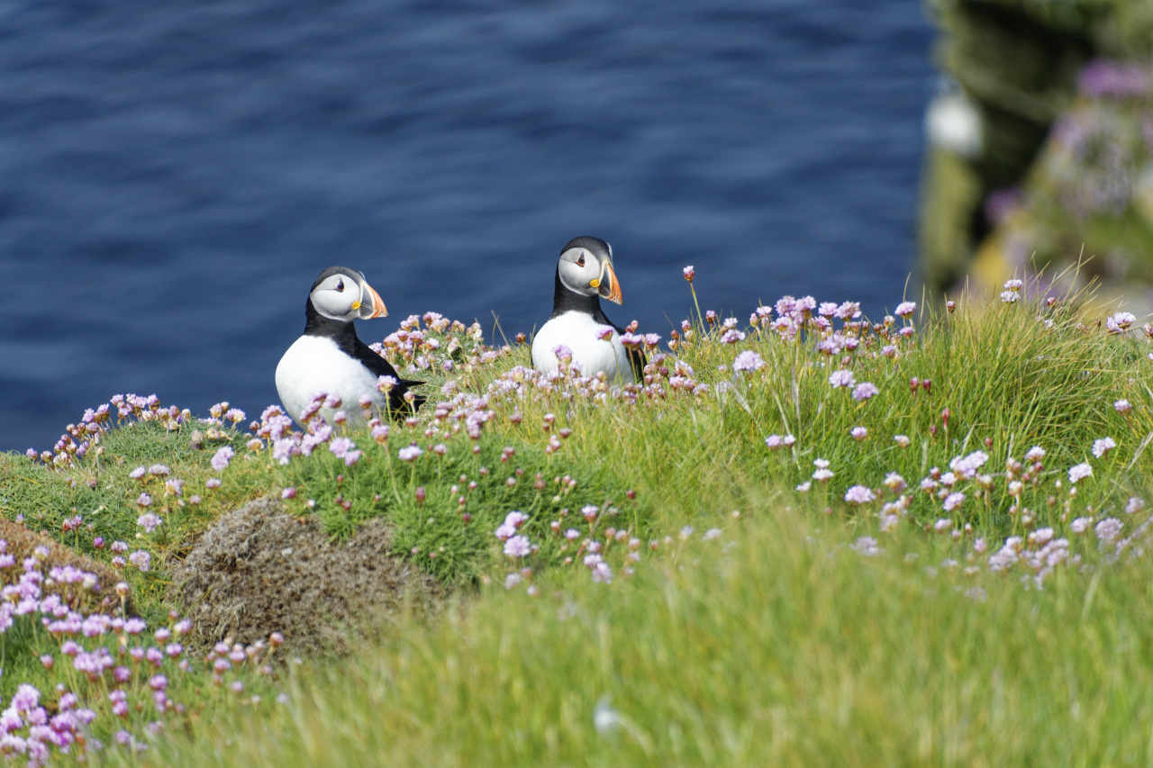 Puffins [1]