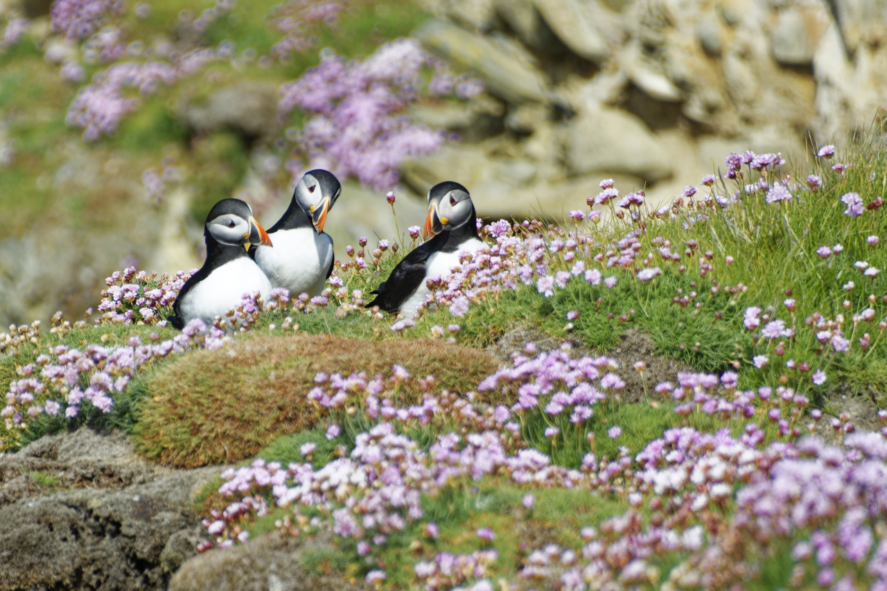 Puffins [2]