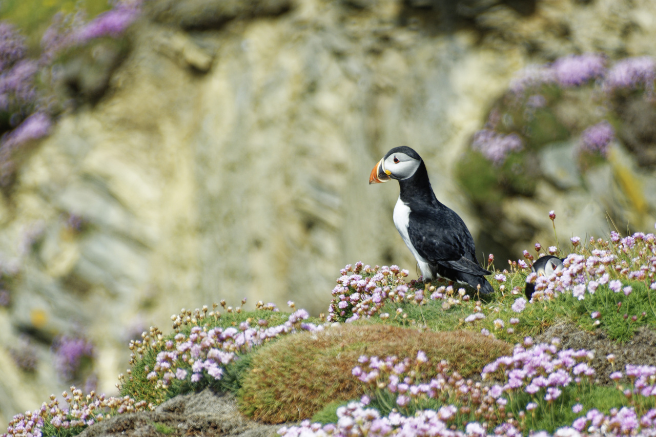 Puffin