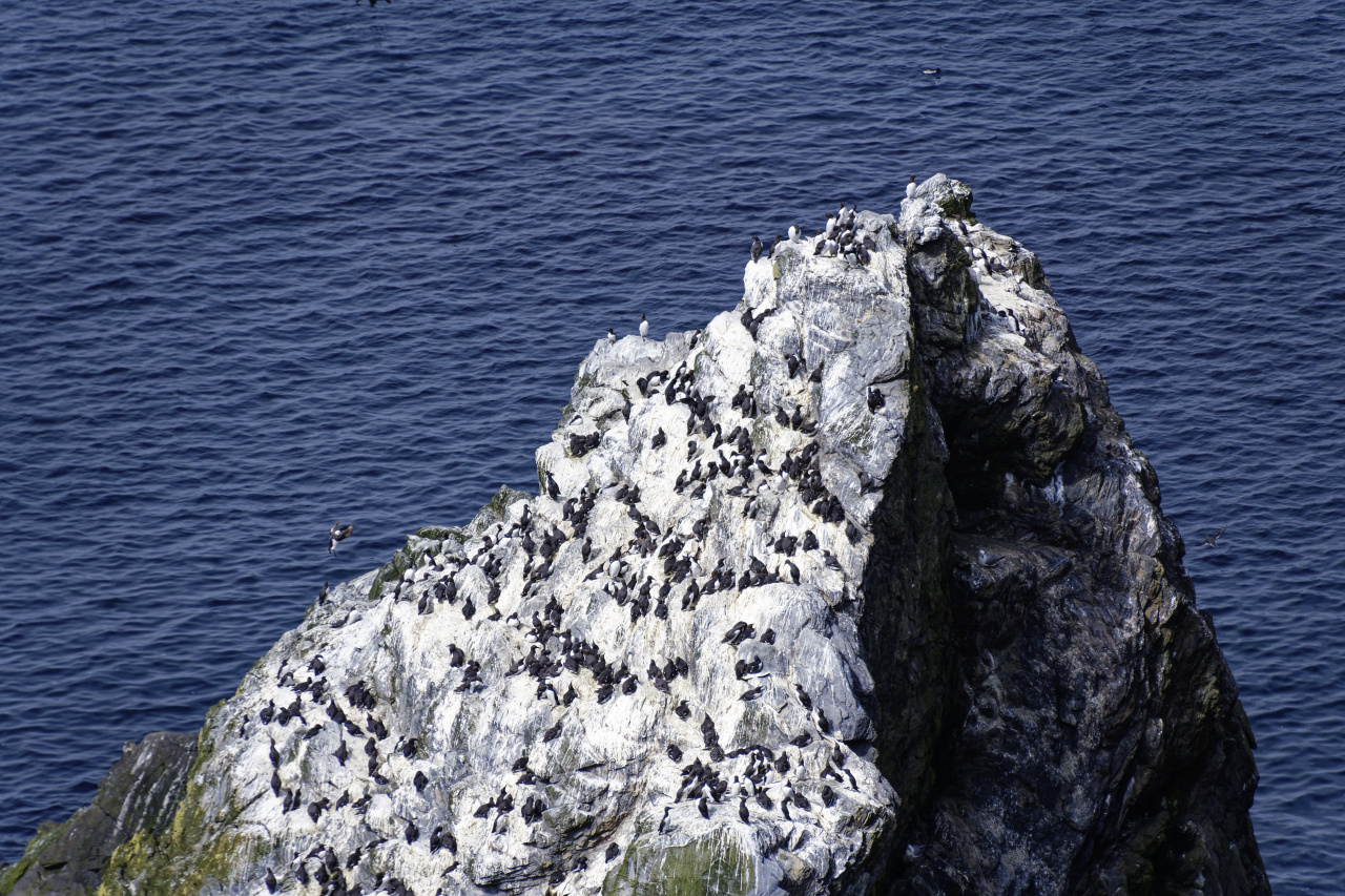Guillemot Colony