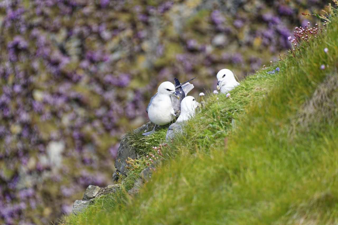 Fulmars