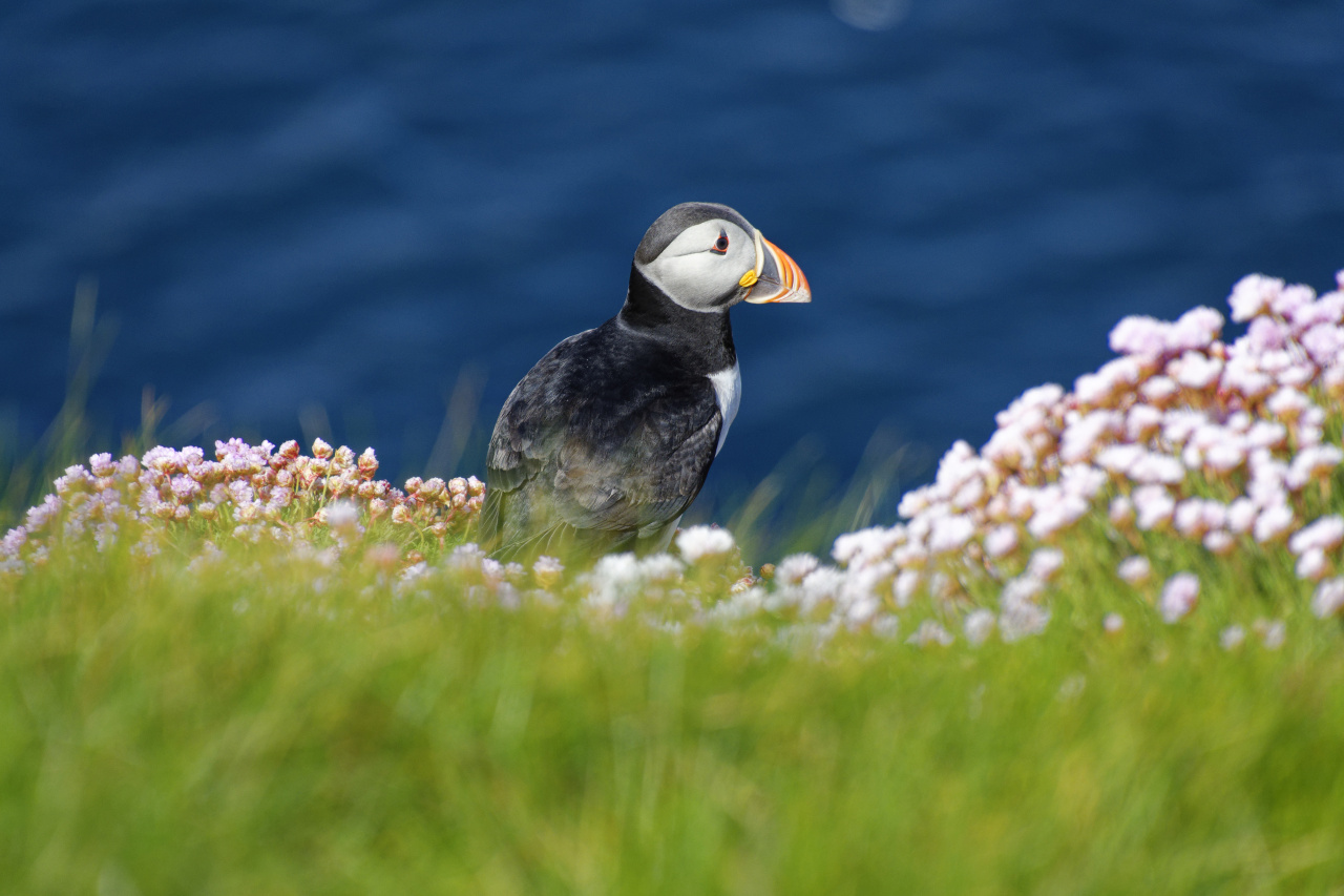 Puffin
