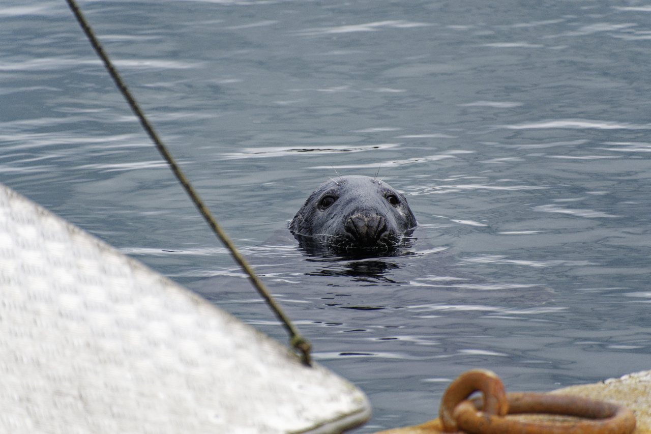Cheeky Seal