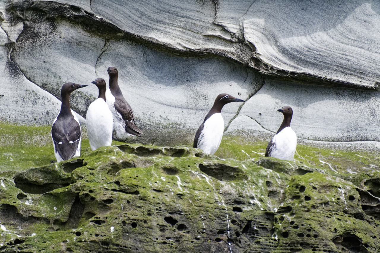 Guillemots, both variants
