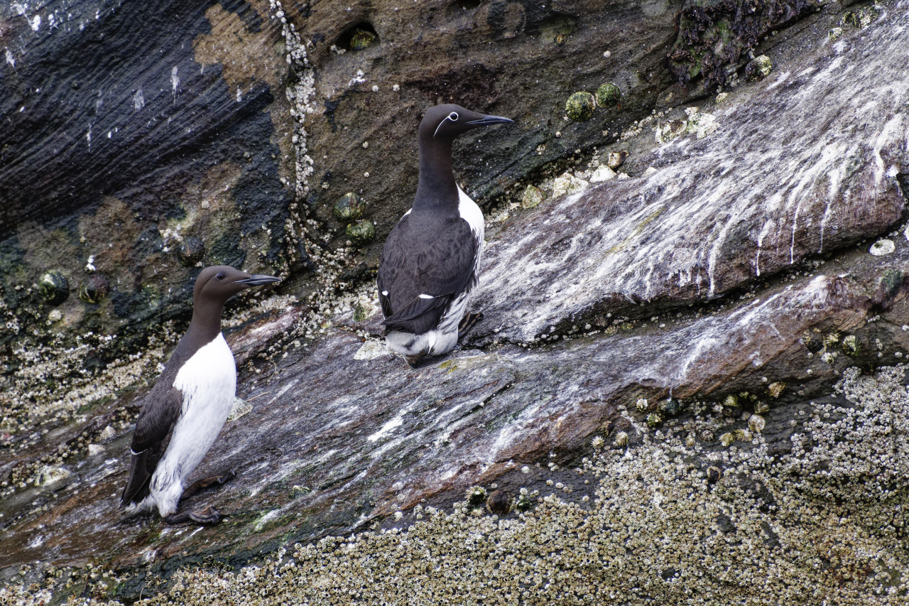 The Two Types of Guillemots