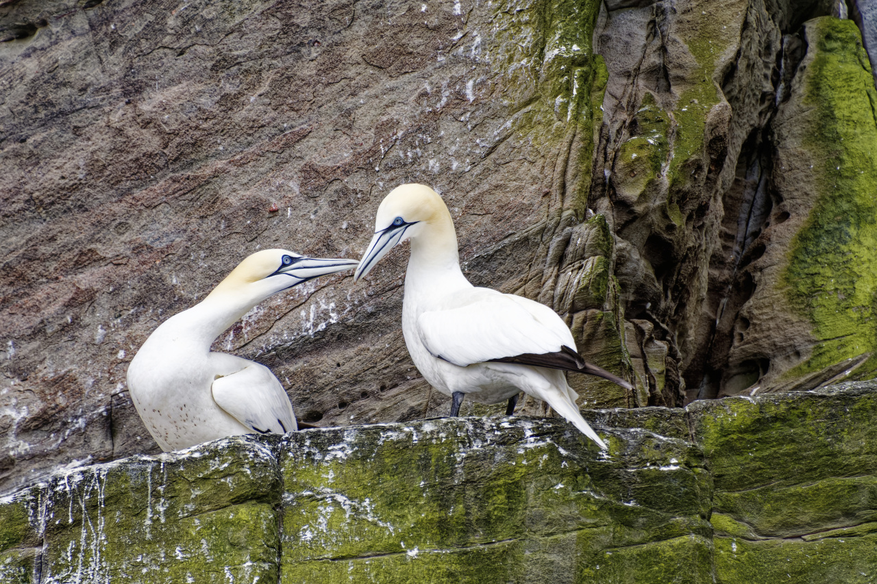 Gannets in Love