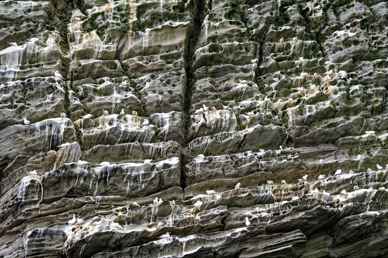 Gannet Colony
