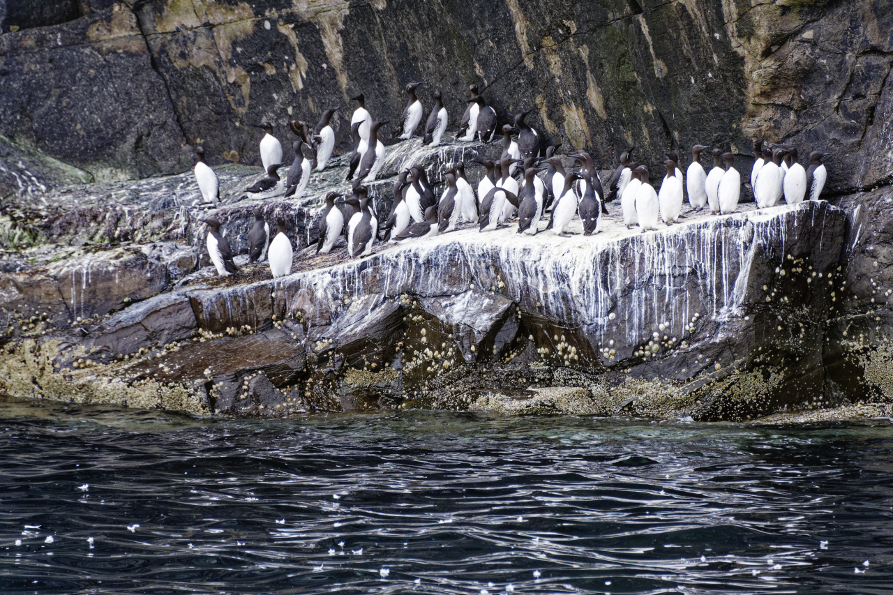 Guillemots on the Edge