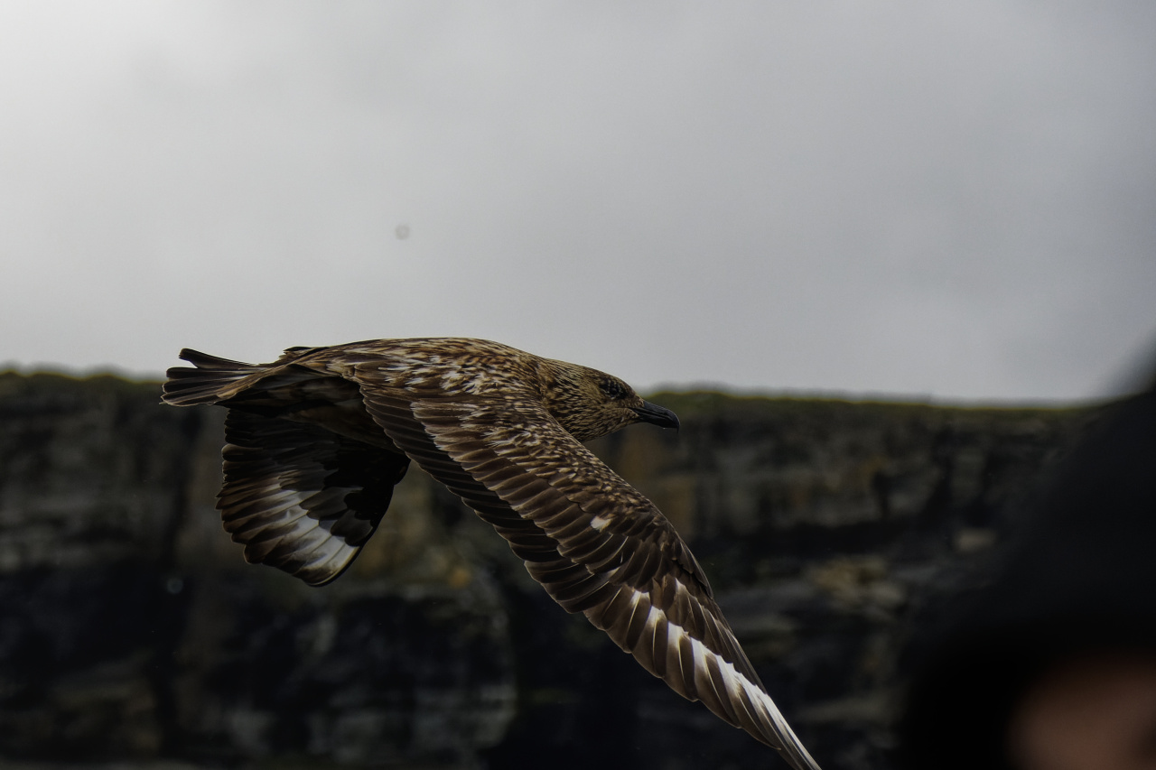Great Skua in Flight