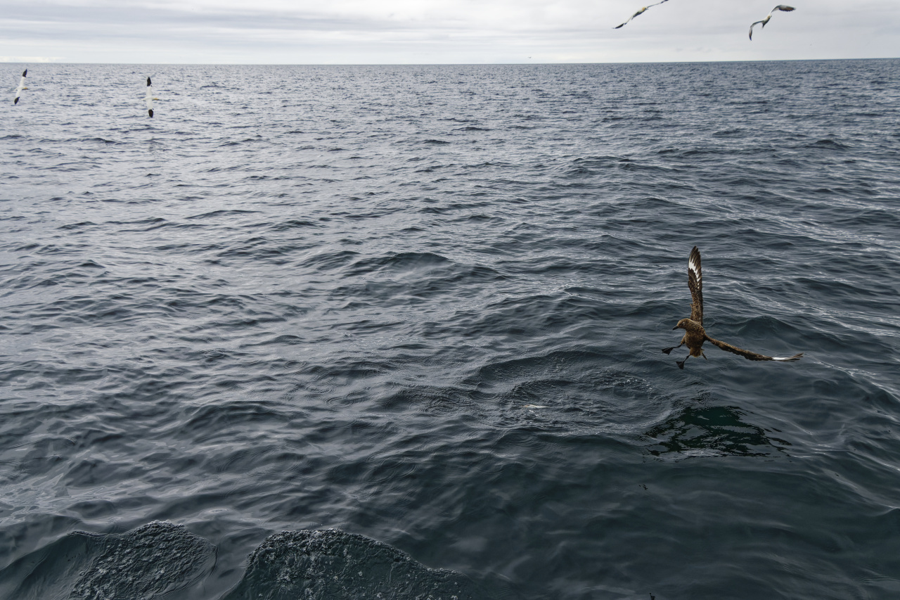 Skua Making a Splash