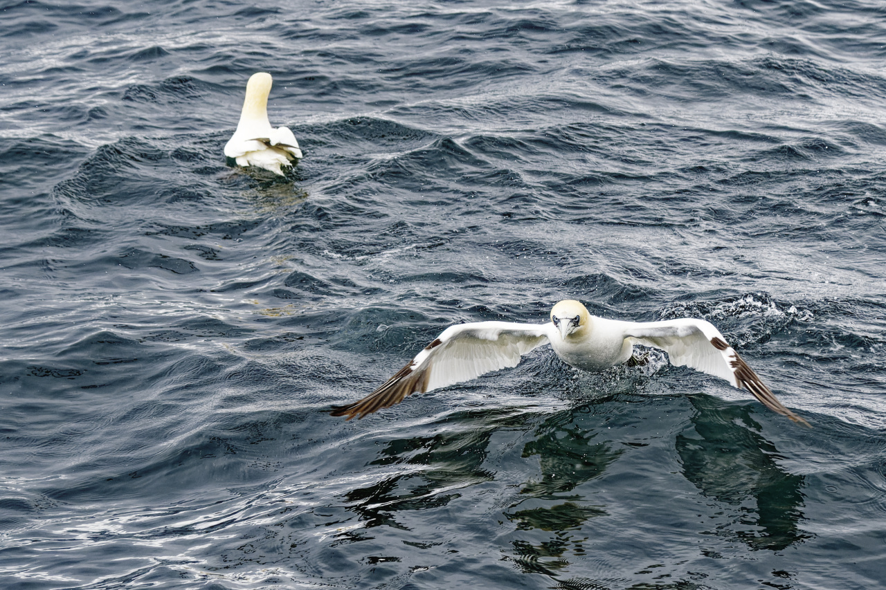 Gannet Taking Off