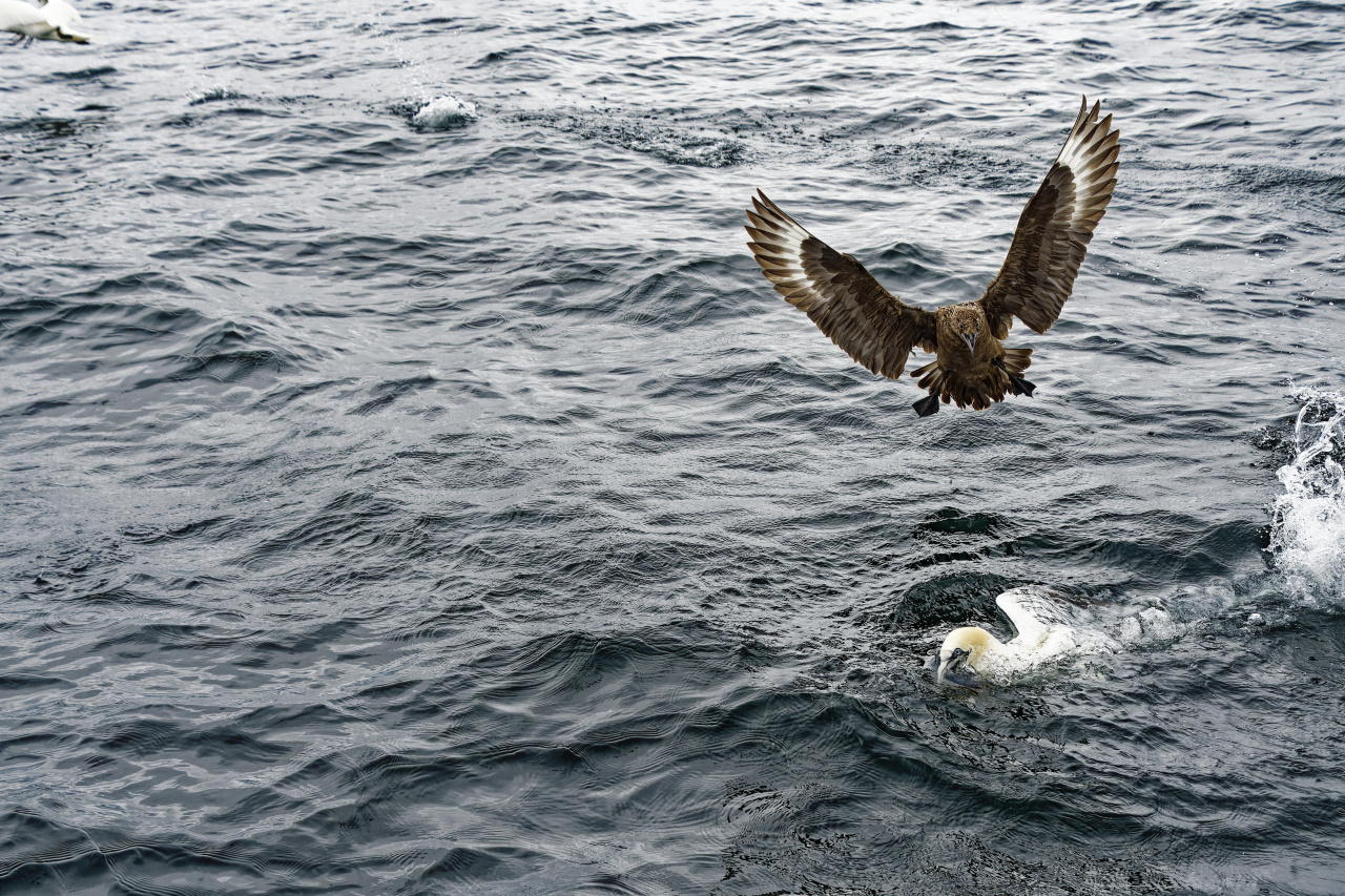 Skua Wanting to Steal the Fish