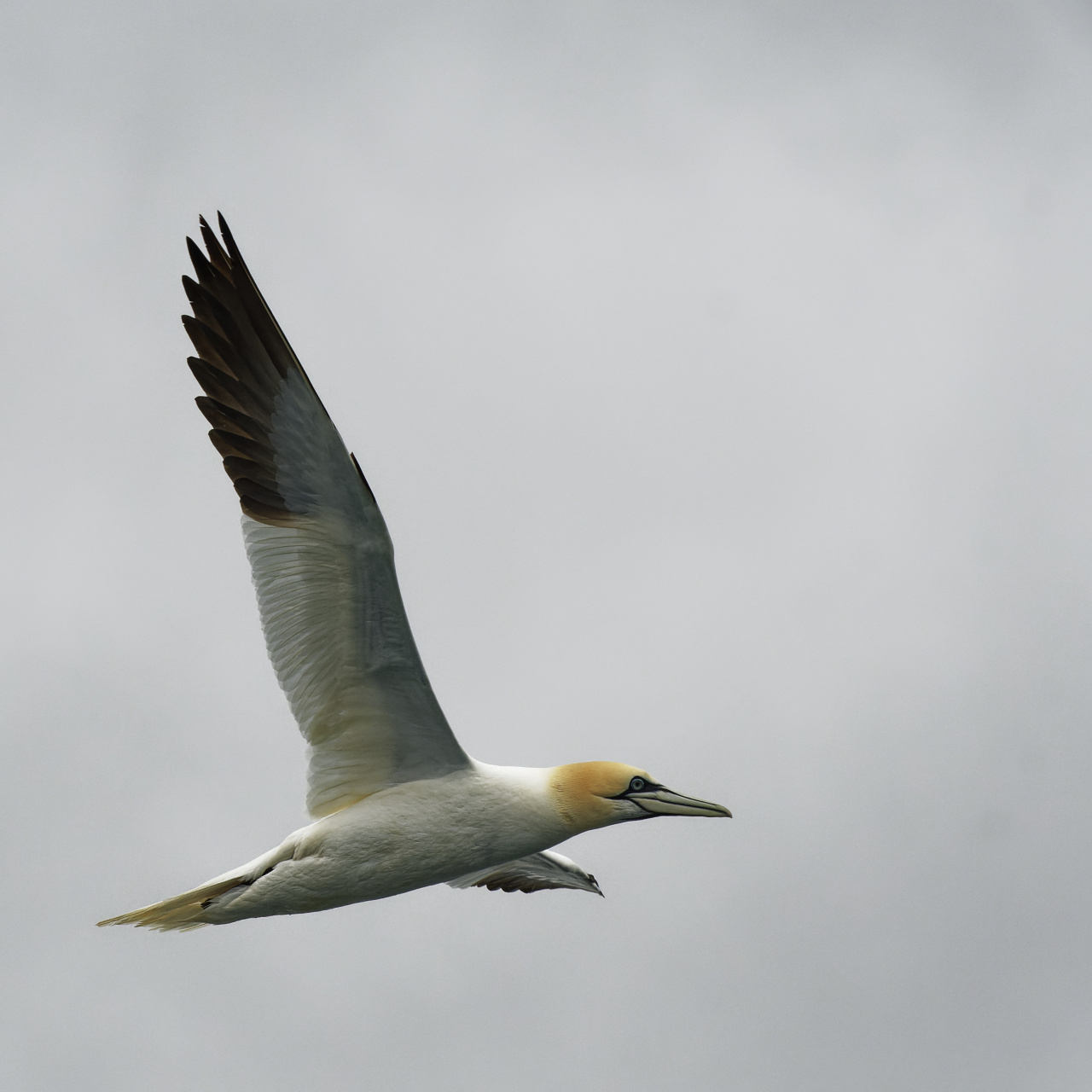 Gannet in Flight