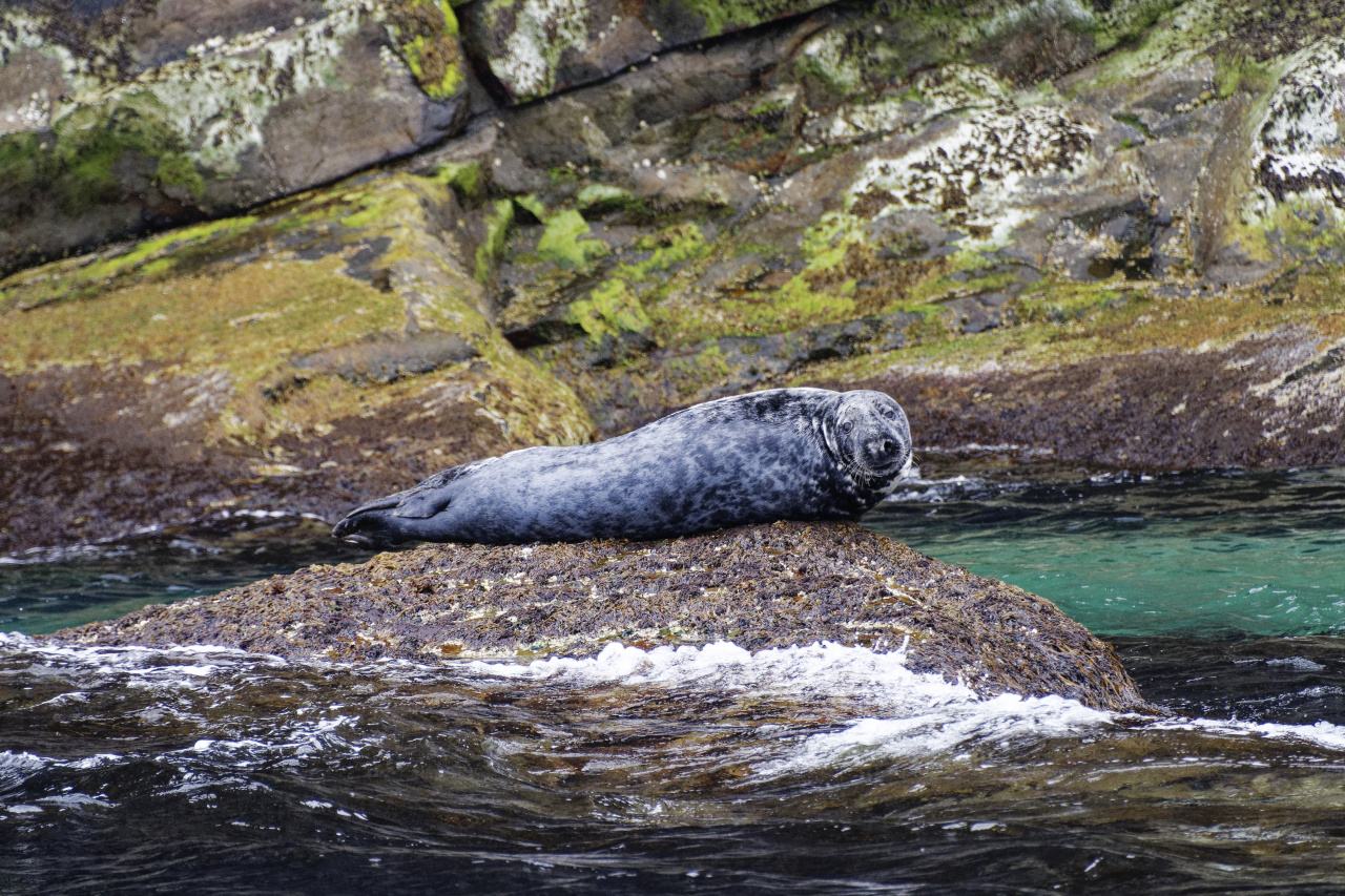 Seal Seeing Us Off