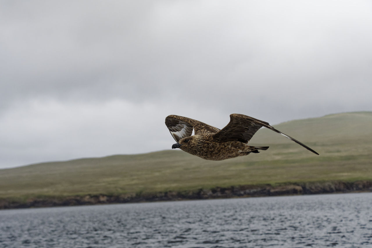 Great Skua in Flight