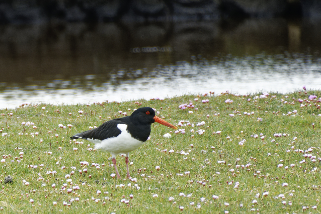 Oyster Catcher