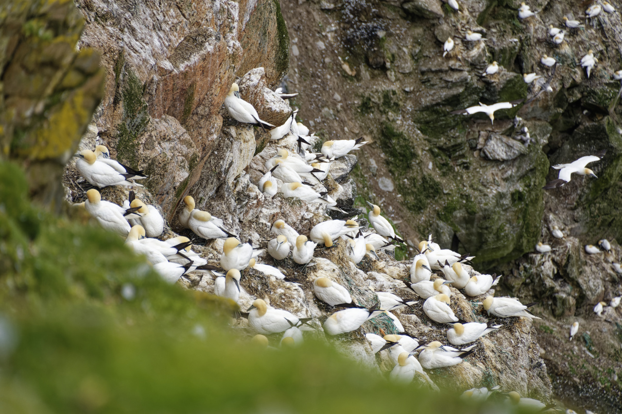 Gannets Nesting