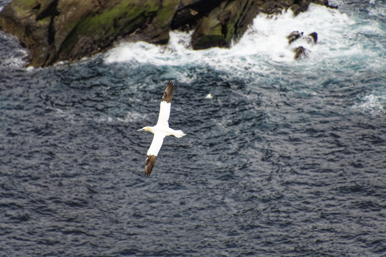 Gannet in Flight