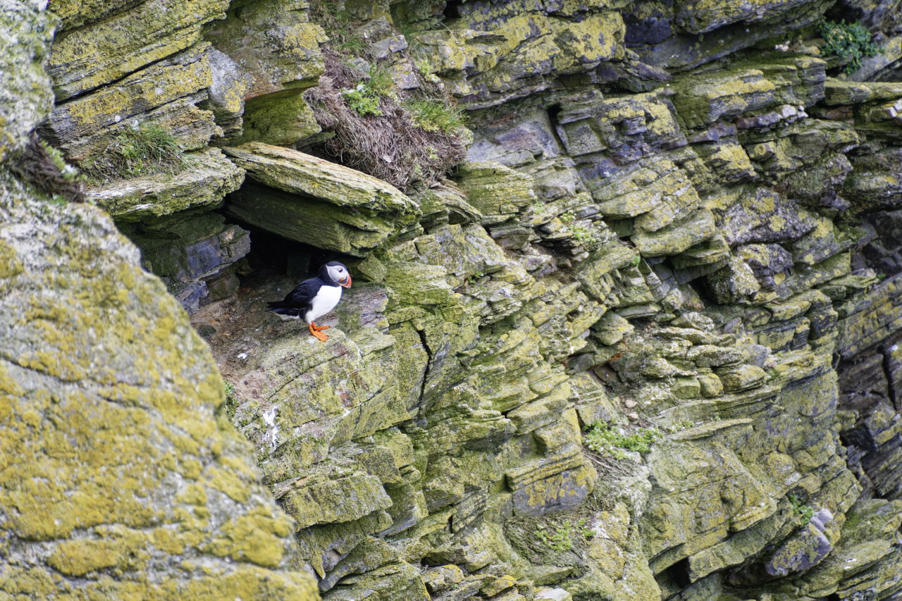 Puffin on the Rocks