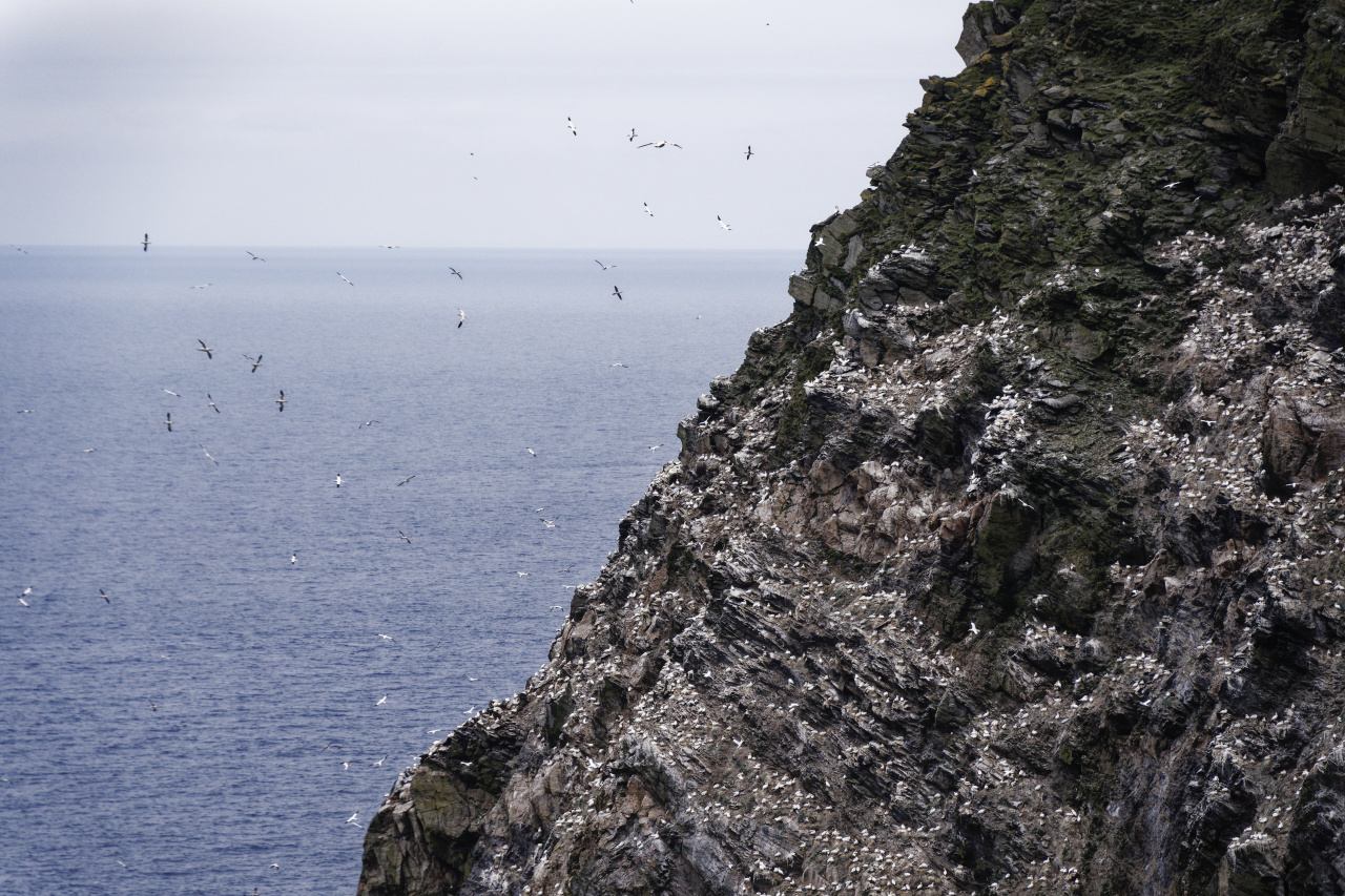 Birds in Flight