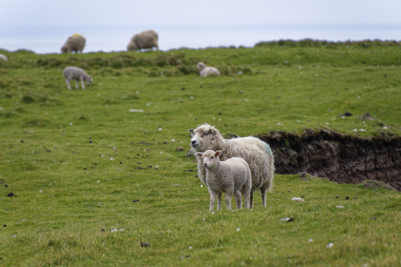 Sheep with Lamb