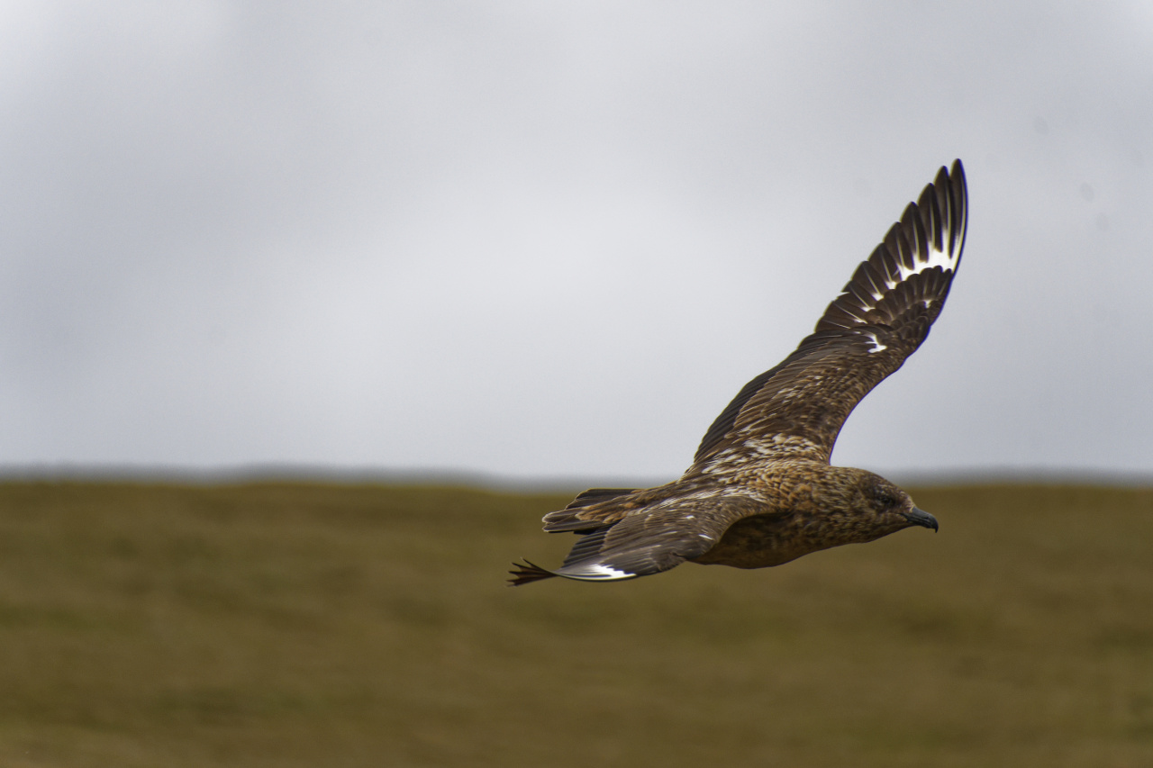 Skua in Flight
