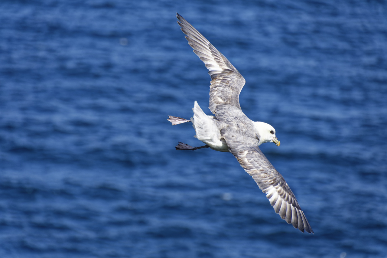 Fulmar