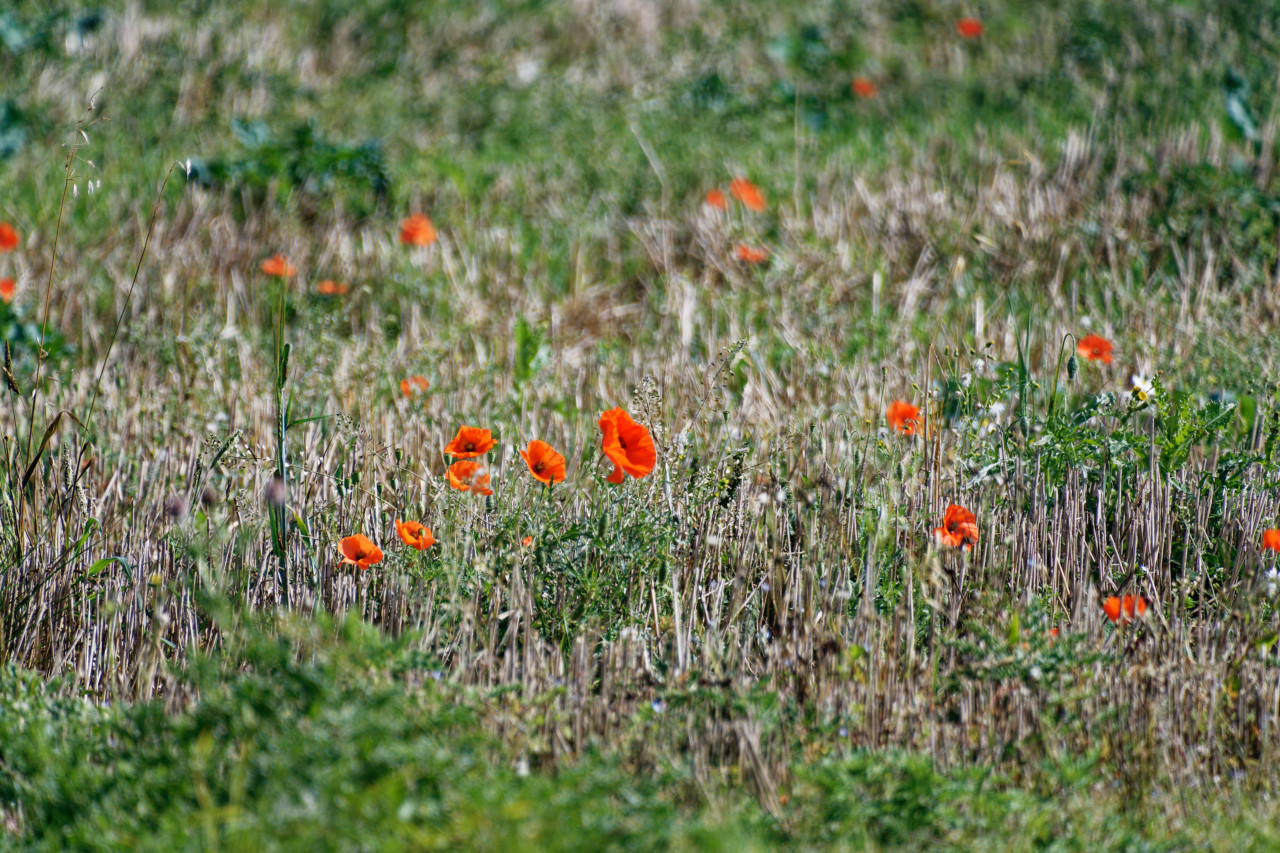 Poppies