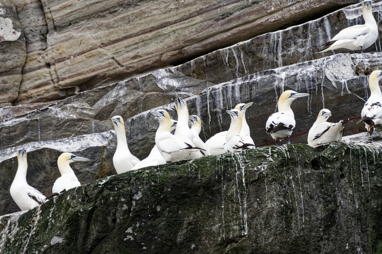 Gannets on a Ledge