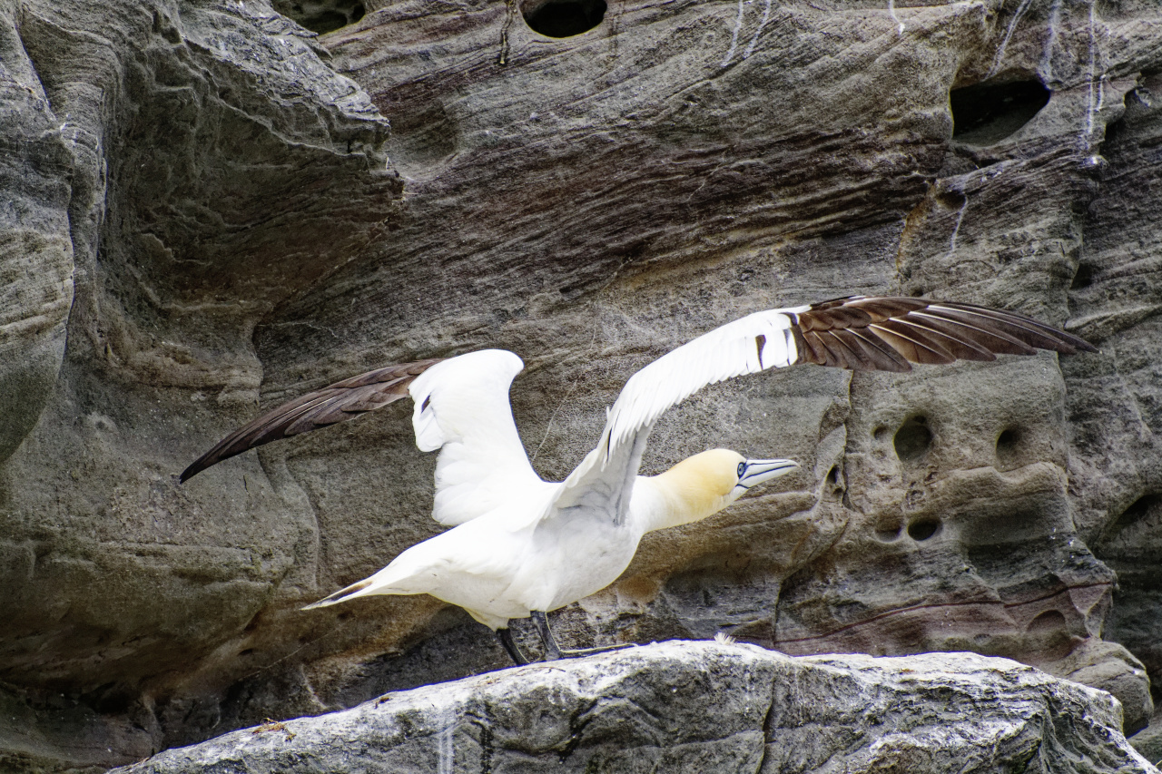 Gannet Spreading its Wings