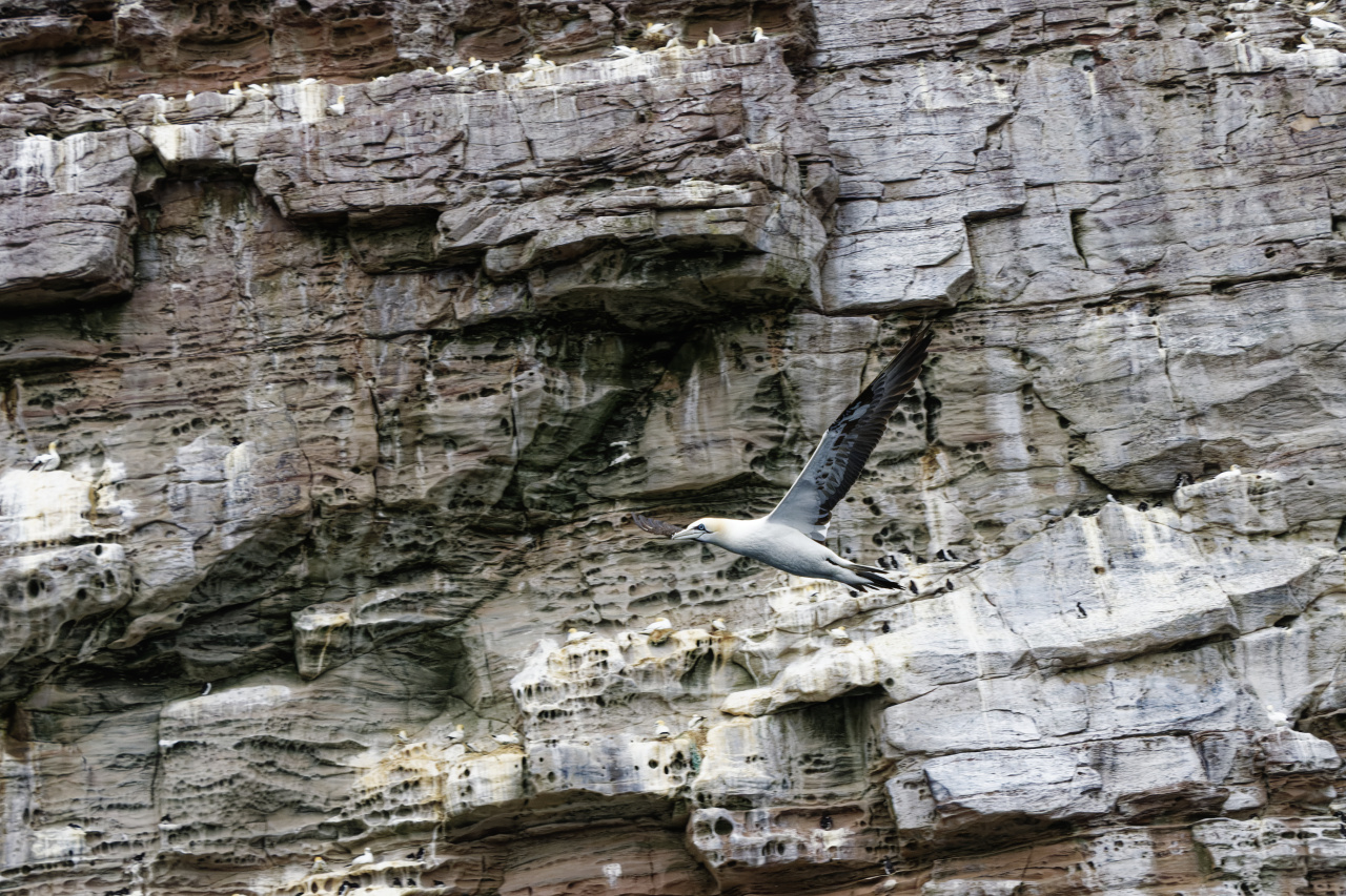 Gannet in Flight