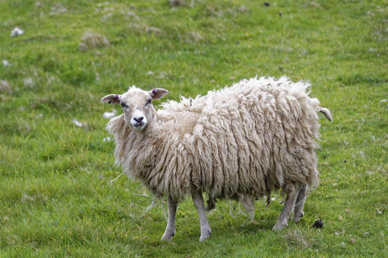 Craggy Sheep