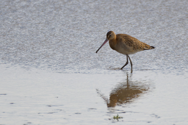 Black-tailed Godwit
