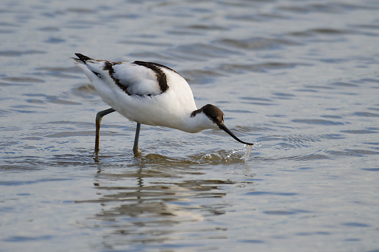Pied Avocet