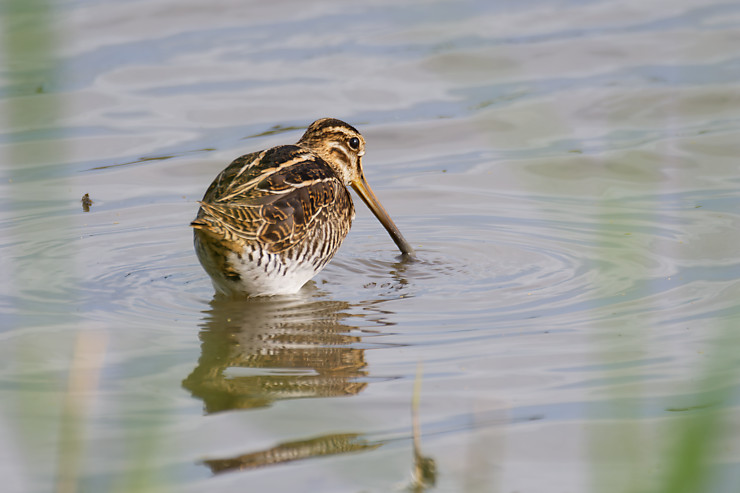 Snipe