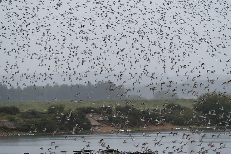 Red Knots Overhead