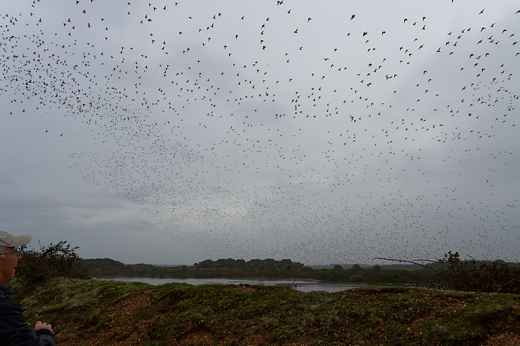 Red Knots Overhead