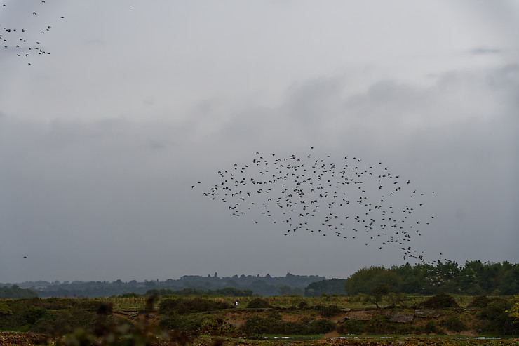 Red Knots Taking Off