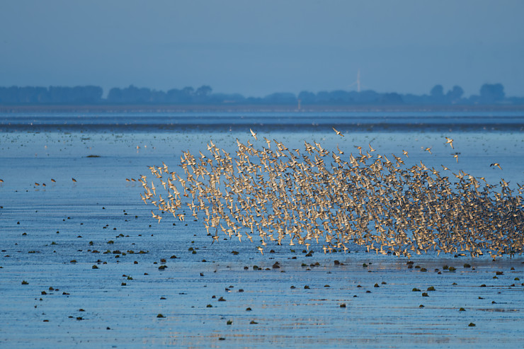 Red Knots over The Wash