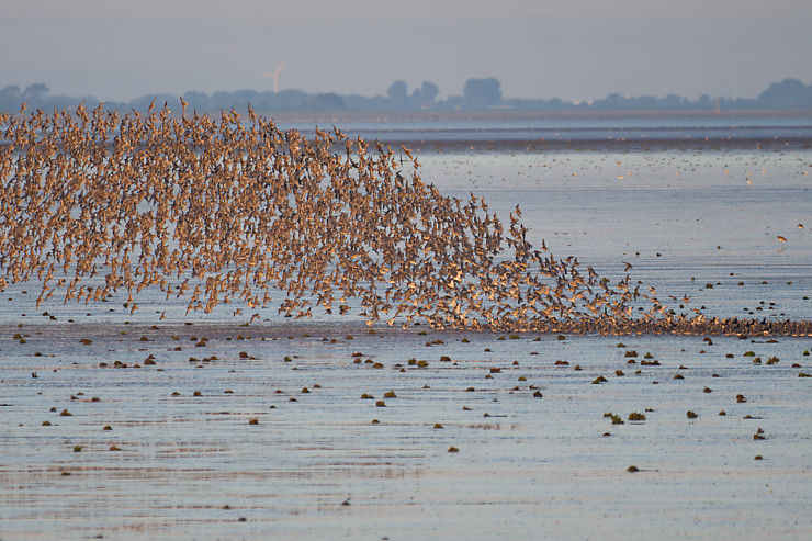 Godwits Taking Off in the Sunlight