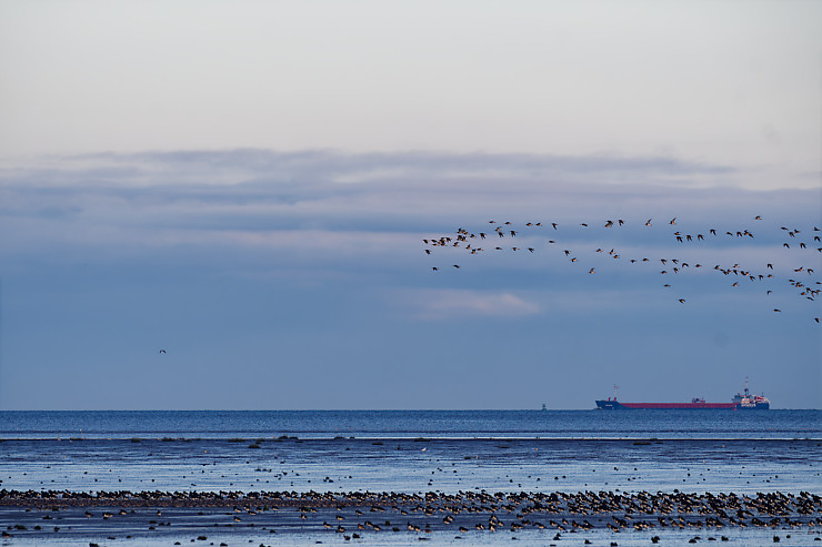 Oystercatchers on the Sand Bank