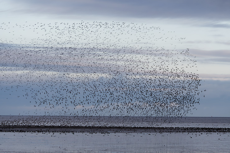 Murmuration