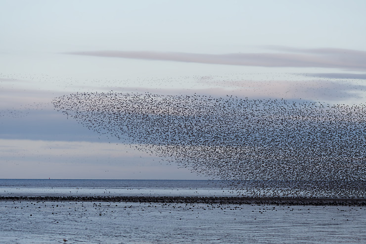 Murmuration