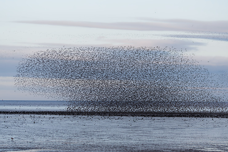 Murmuration