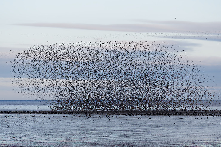 Murmuration