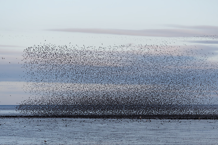 Murmuration