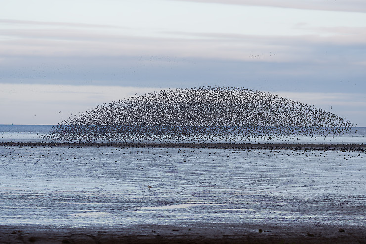 Murmuration